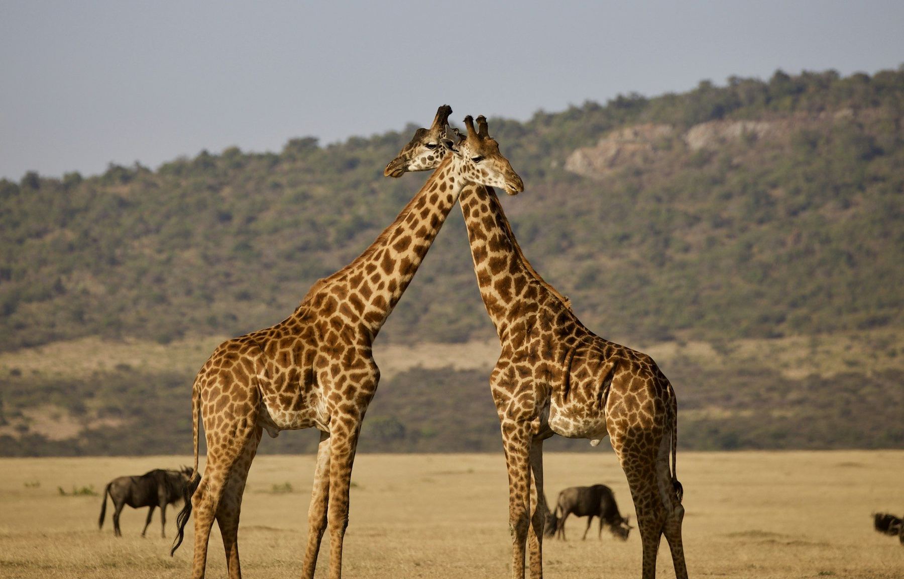 Duas girafas com os pescoços cruzados na savana da Tanzânia